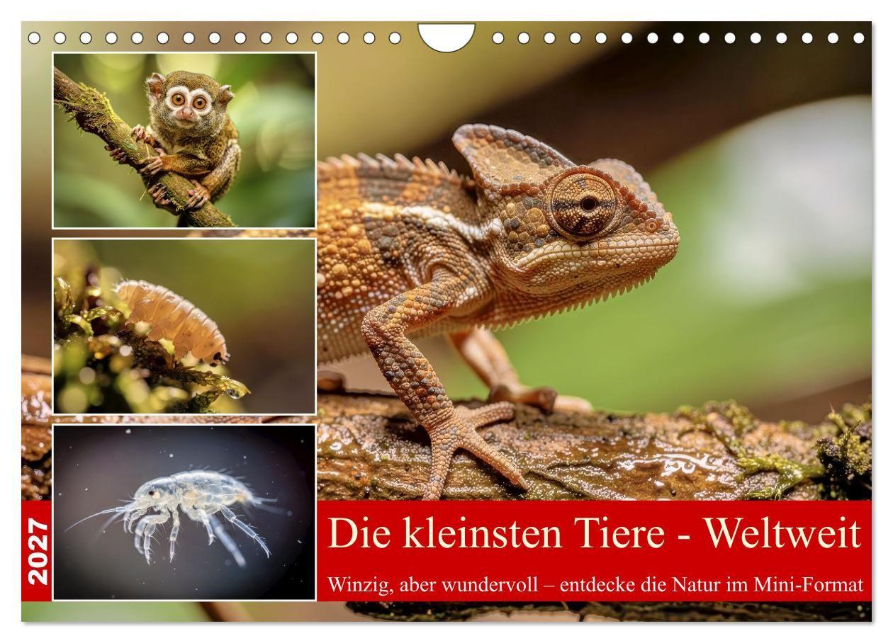 Die kleinsten Tiere - Weltweit (Wandkalender 2027 DIN A4 quer) CALVENDO Monatskalender