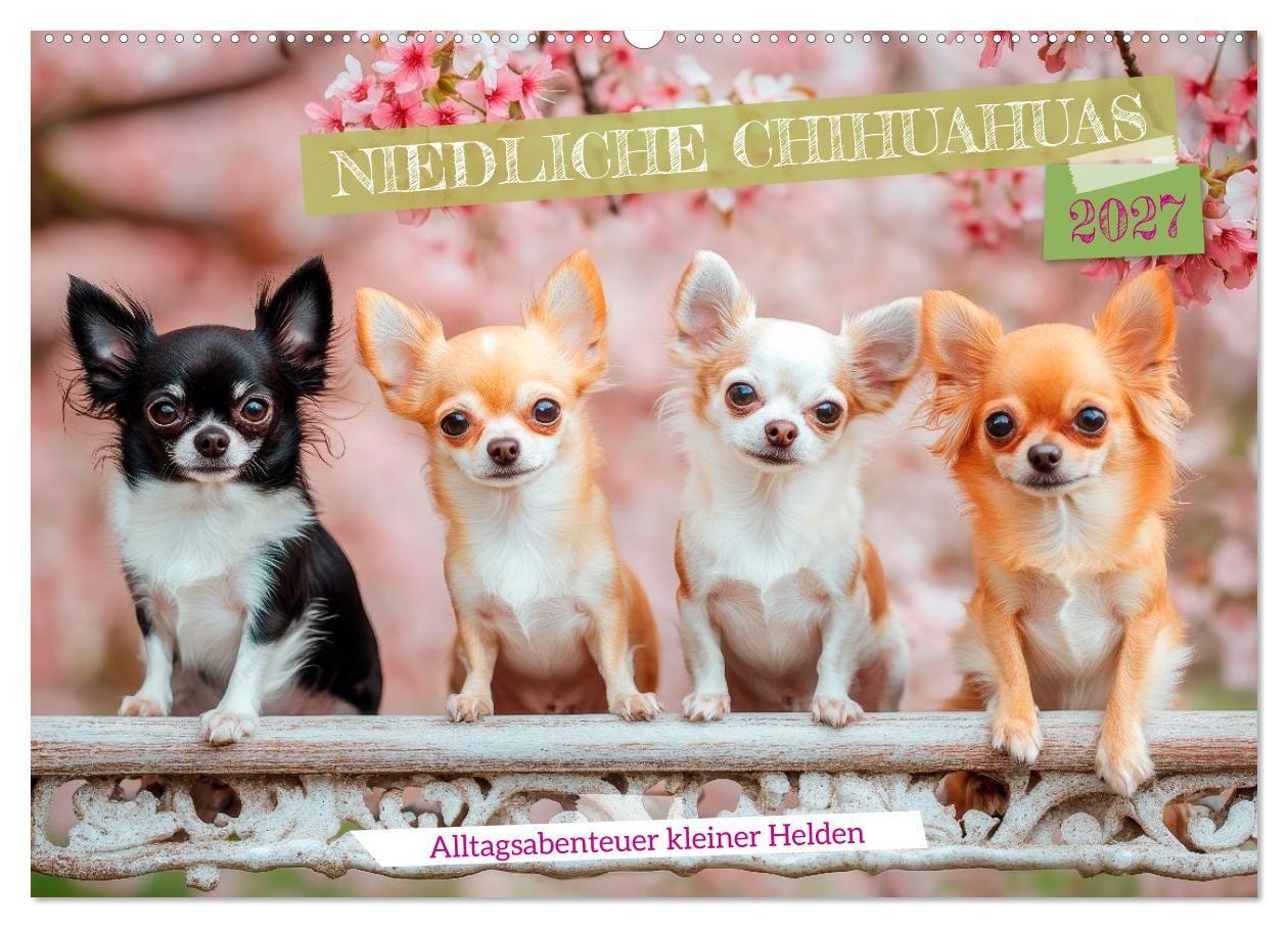 Niedliche Chihuahuas (Wandkalender 2027 DIN A2 quer) CALVENDO Monatskalender