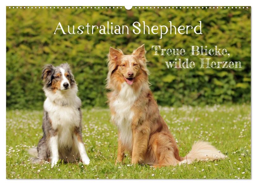 Australian Shepherd - Treue Blicke wilde Herzen (Wandkalender 2027 DIN A2 quer) CALVENDO Monatskalender