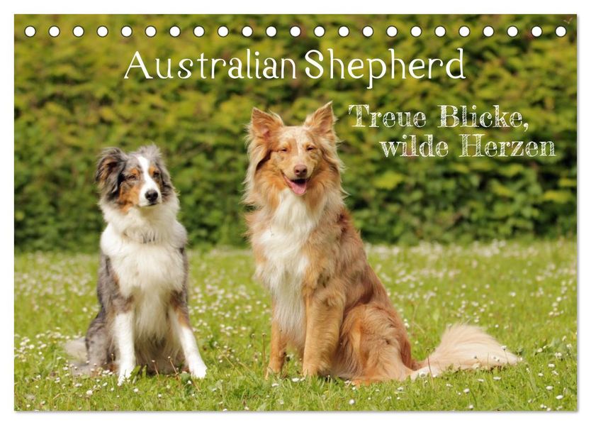 Australian Shepherd - Treue Blicke wilde Herzen (Tischkalender 2027 DIN A5 quer) CALVENDO Monatskalender