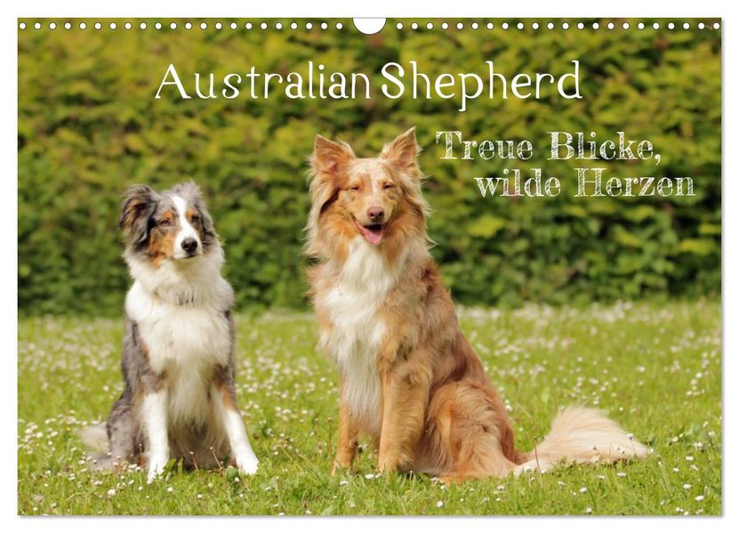 Australian Shepherd - Treue Blicke wilde Herzen (Wandkalender 2027 DIN A3 quer) CALVENDO Monatskalender