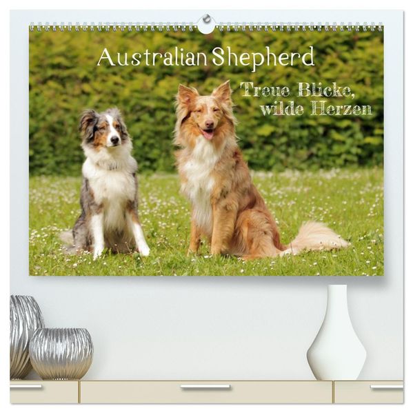 Australian Shepherd - Treue Blicke wilde Herzen (hochwertiger Premium Wandkalender 2027 DIN A2 quer) Kunstdruck in Hochglanz