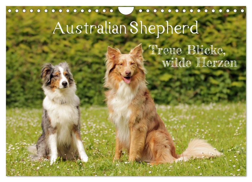 Australian Shepherd - Treue Blicke wilde Herzen (Wandkalender 2027 DIN A4 quer) CALVENDO Monatskalender
