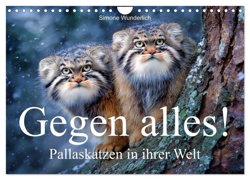 Gegen alles! - Pallaskatzen in ihrer Welt (Wandkalender 2027 DIN A4 quer) CALVENDO Monatskalender