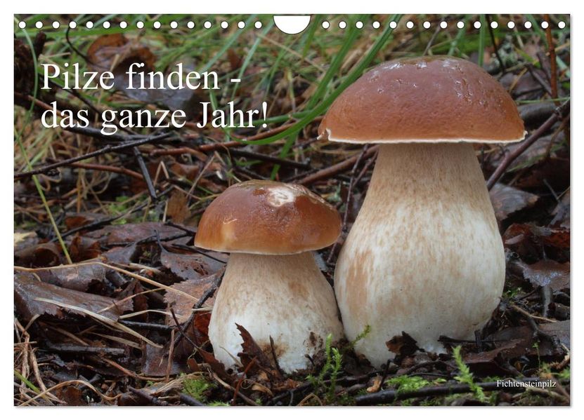 Pilze finden - das ganze Jahr! (Wandkalender 2027 DIN A4 quer) CALVENDO Monatskalender