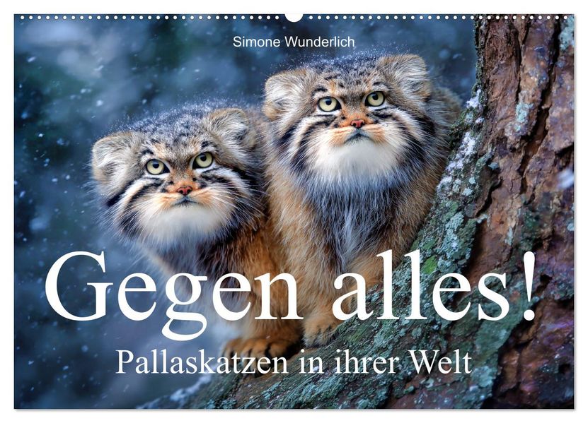 Gegen alles! - Pallaskatzen in ihrer Welt (Wandkalender 2027 DIN A2 quer) CALVENDO Monatskalender