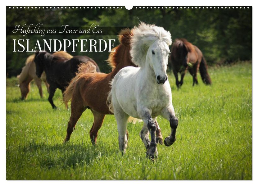 Islandpferde - Hufschlag aus Feuer und Eis (Wandkalender 2027 DIN A2 quer) CALVENDO Monatskalender
