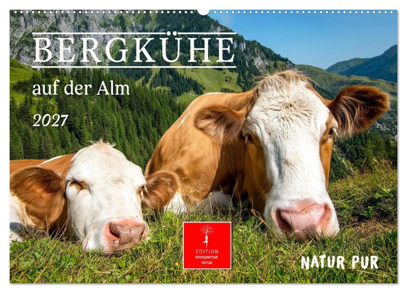 Bergkühe auf der Alm - Natur pur (Wandkalender 2027 DIN A2 quer) CALVENDO Monatskalender