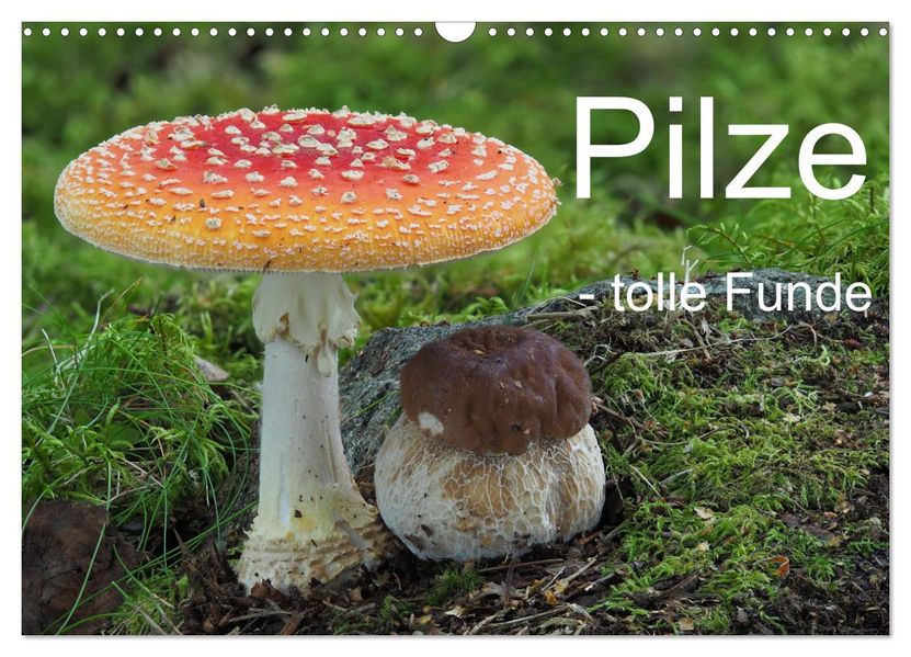 Pilze - tolle Funde (Wandkalender 2027 DIN A3 quer) CALVENDO Monatskalender