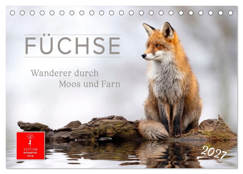 Füchse - Wanderer durch Moos und Farn (Tischkalender 2027 DIN A5 quer) CALVENDO Monatskalender