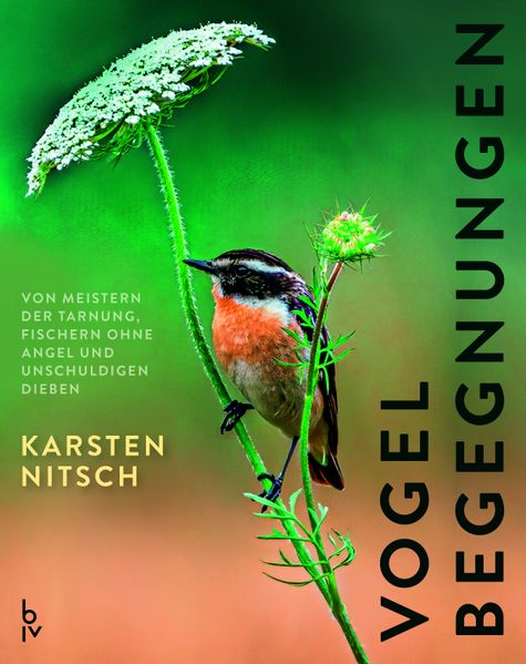 Vogelbegegnungen