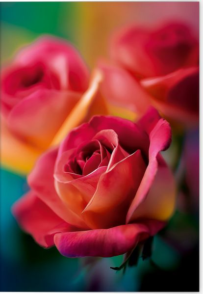 Grußkarte Blütenträume Motiv Rote Rose
