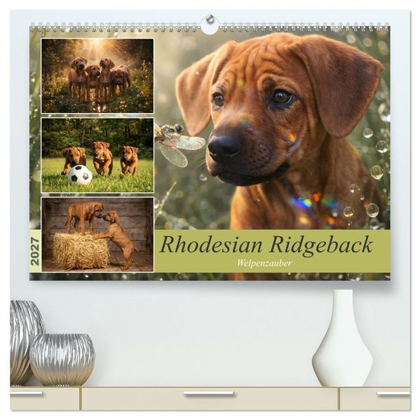 Rhodesian Ridgeback - Welpenzauber (hochwertiger Premium Wandkalender 2027 DIN A2 quer) Kunstdruck in Hochglanz