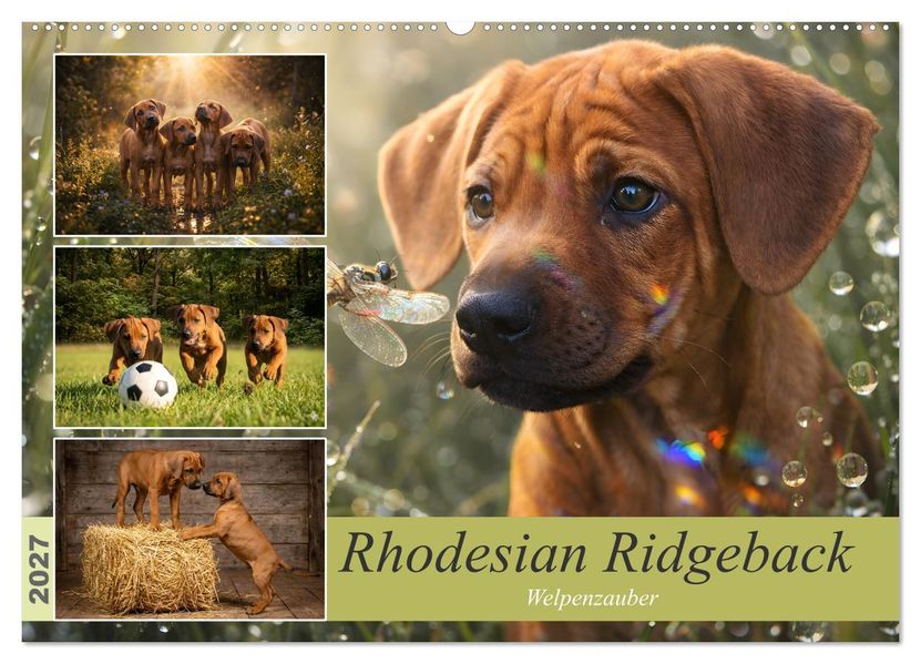 Rhodesian Ridgeback - Welpenzauber (Wandkalender 2027 DIN A2 quer) CALVENDO Monatskalender