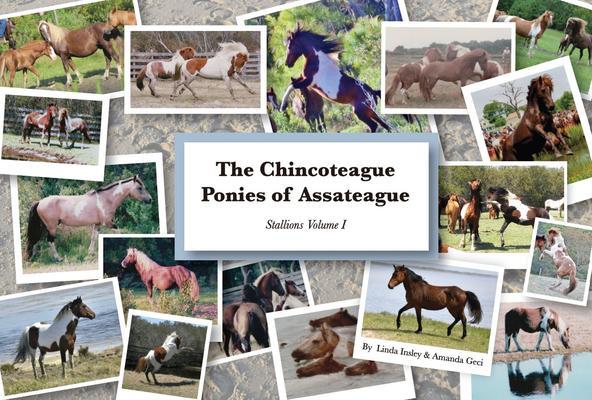 The Chincoteague Ponies of Assateague