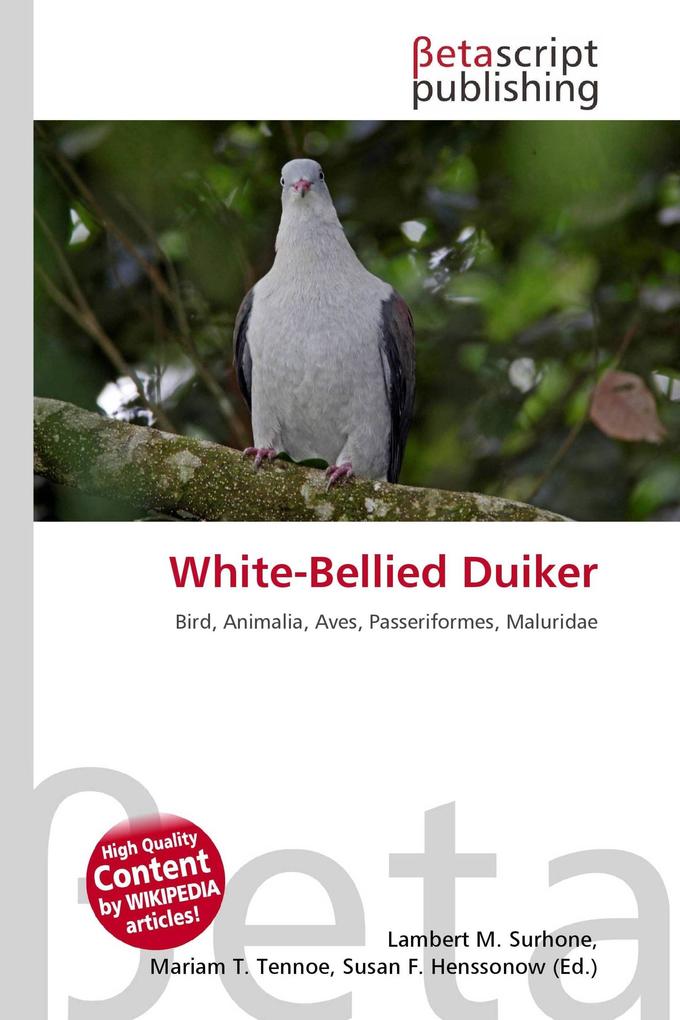 White-Bellied Duiker