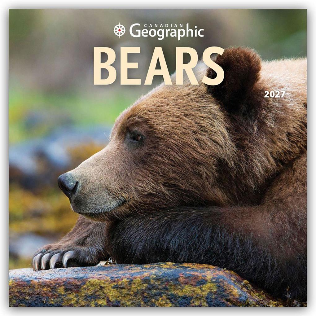 Bears - Bären 2027 - 16-Monatskalender