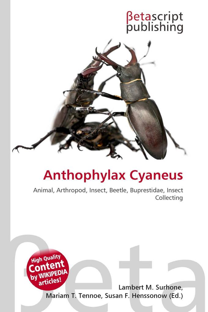 Anthophylax Cyaneus