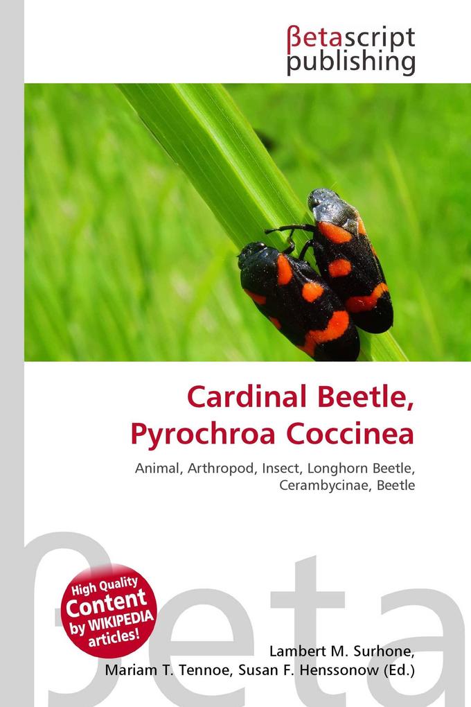 Cardinal Beetle Pyrochroa Coccinea