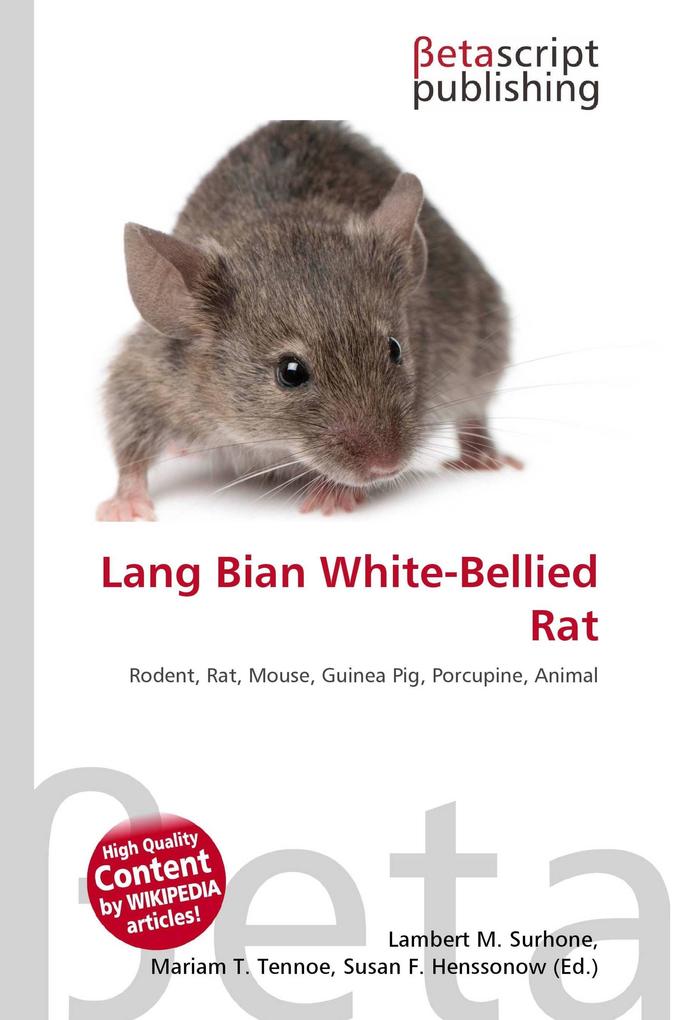 Lang Bian White-Bellied Rat