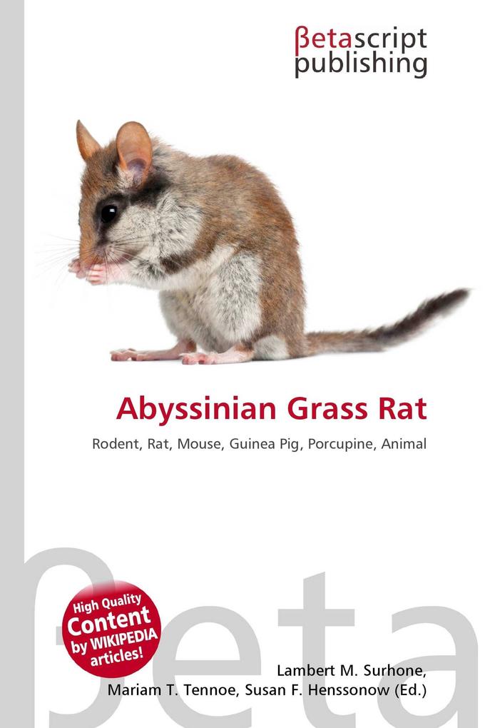 Abyssinian Grass Rat