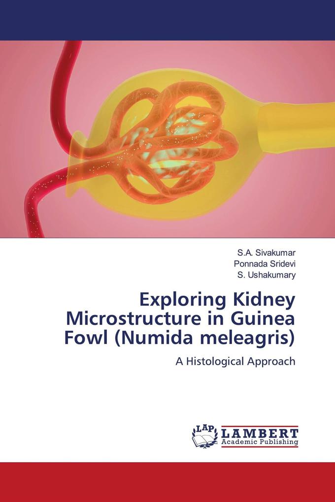 Exploring Kidney Microstructure in Guinea Fowl (Numida meleagris)