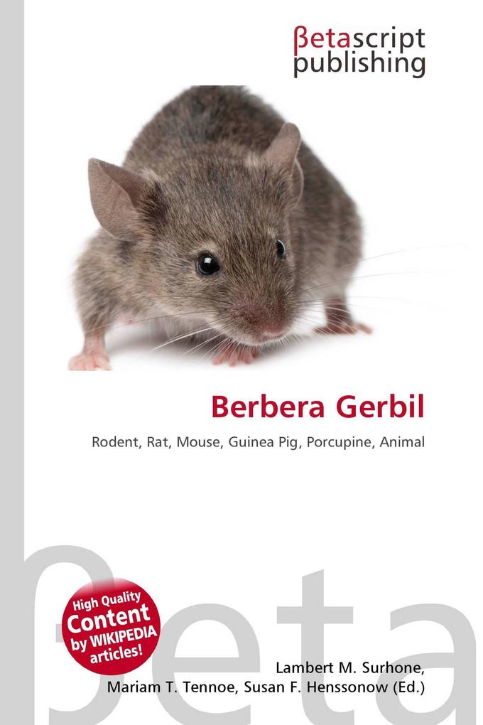Berbera Gerbil