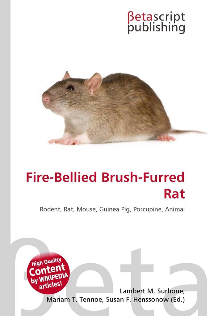 Fire-Bellied Brush-Furred Rat