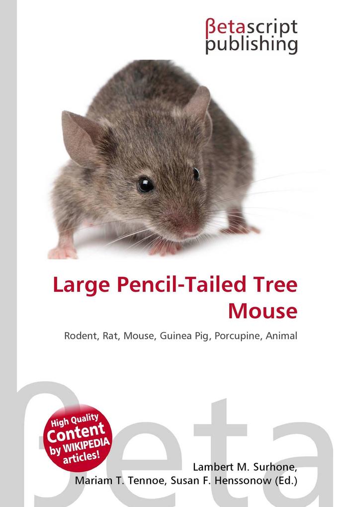 Large Pencil-Tailed Tree Mouse