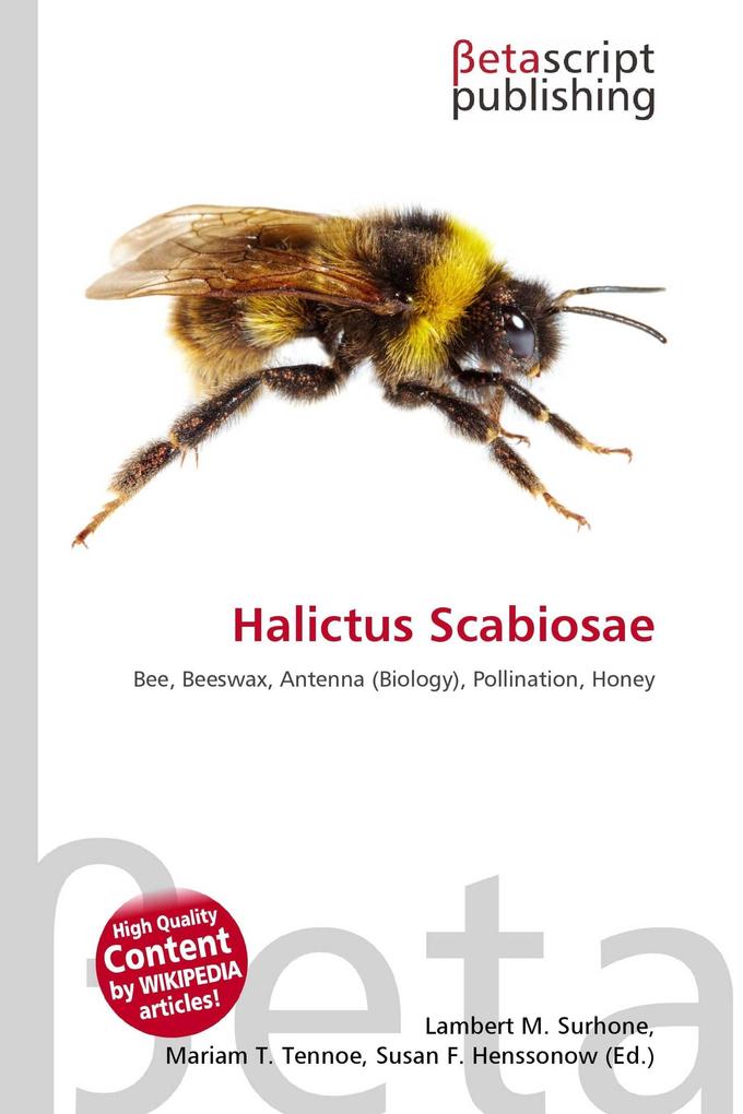 Halictus Scabiosae