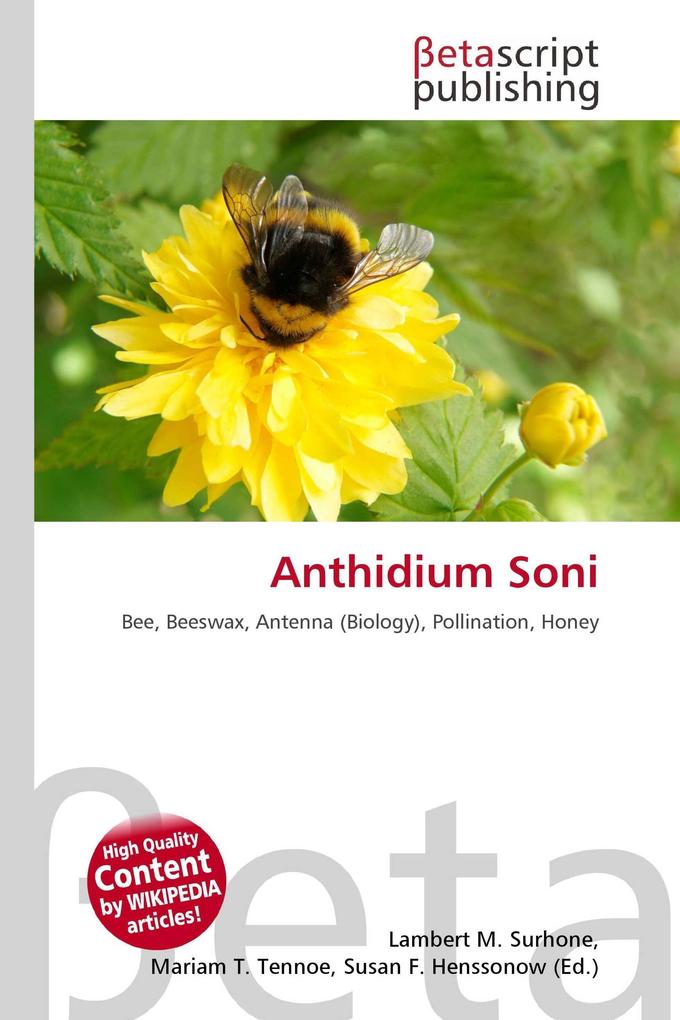 Anthidium Soni