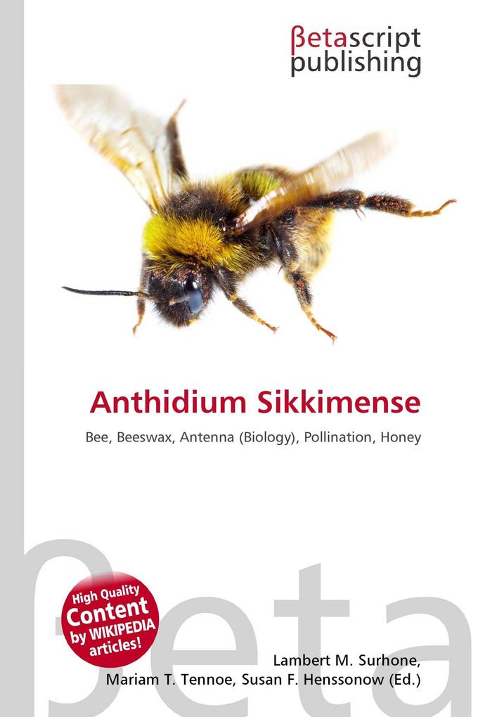 Anthidium Sikkimense