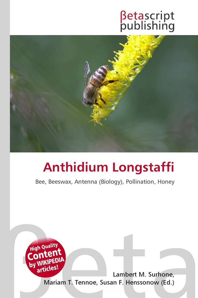 Anthidium Longstaffi