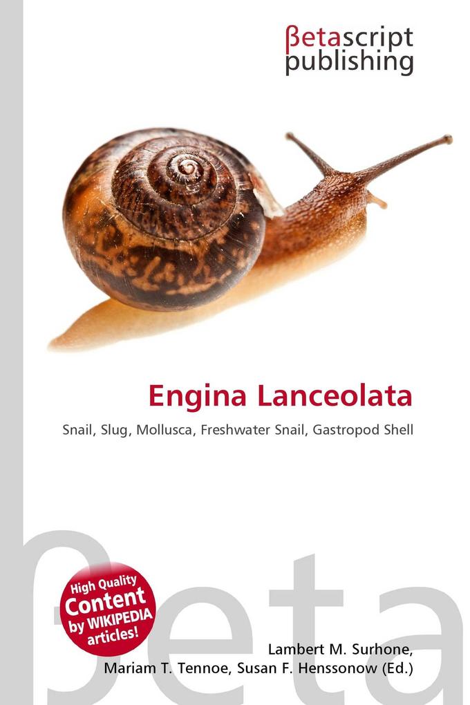 Engina Lanceolata