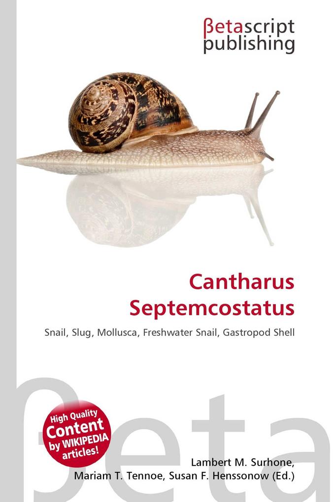 Cantharus Septemcostatus