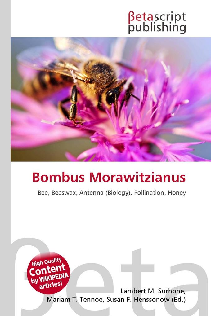 Bombus Morawitzianus