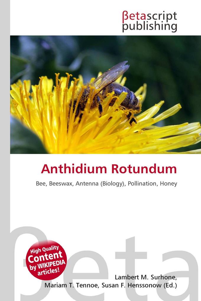 Anthidium Rotundum
