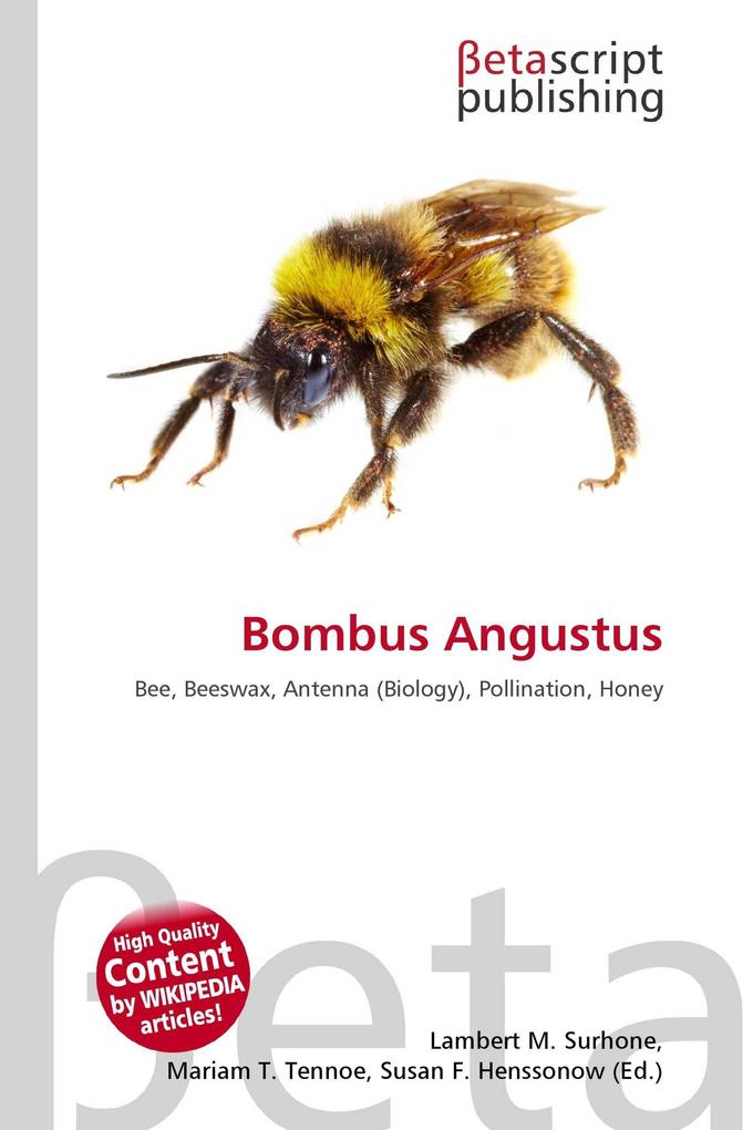 Bombus Angustus