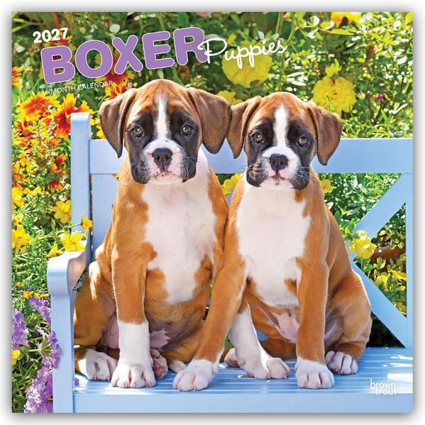Boxer Puppies - Boxer Welpen 2027 - 16-Monatskalender