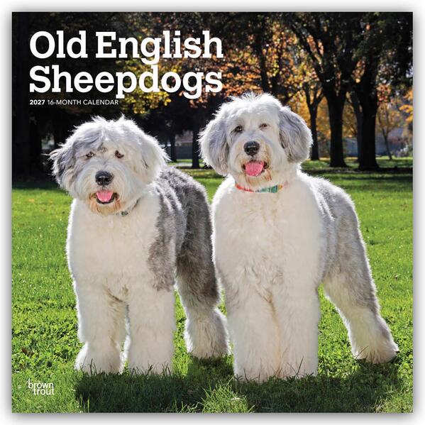 Old English Sheepdog - Bobtail - Altenglischer Schäferhund 2027 - 16-Monatskalender