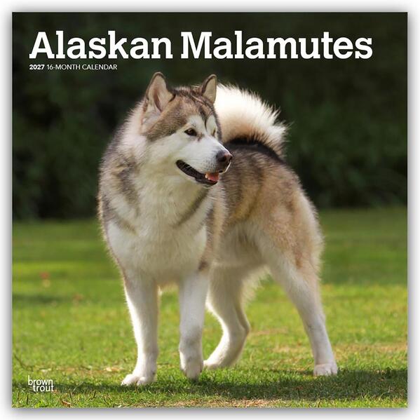 Alaskan Malamutes 2027 - 16-Monatskalender