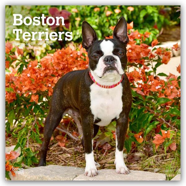 Boston Terriers 2027 - 16-Monatskalender