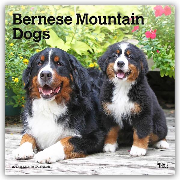 Bernese Mountain Dogs - Berner Sennenhund 2027 - 16-Monatskalender