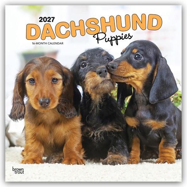 Dachshund Puppies - Dackel Welpen 2027 - 16-Monatskalender