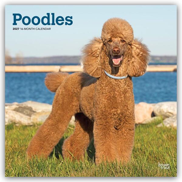 Poodles - Pudel 2027 - 16-Monatskalender