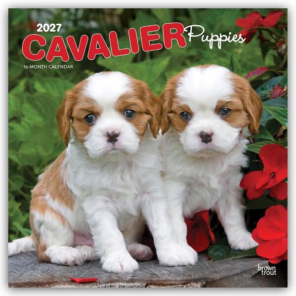 Cavalier King Charles Spaniel Puppies - Cavalier King Charles Spaniel Welpen 2027 - 16-Monatskalender