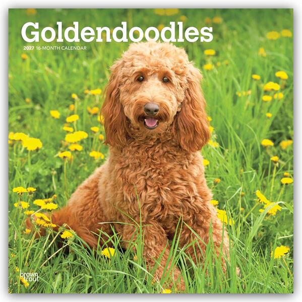 Goldendoodles - Goldendoodle 2027 - 16-Monatskalender