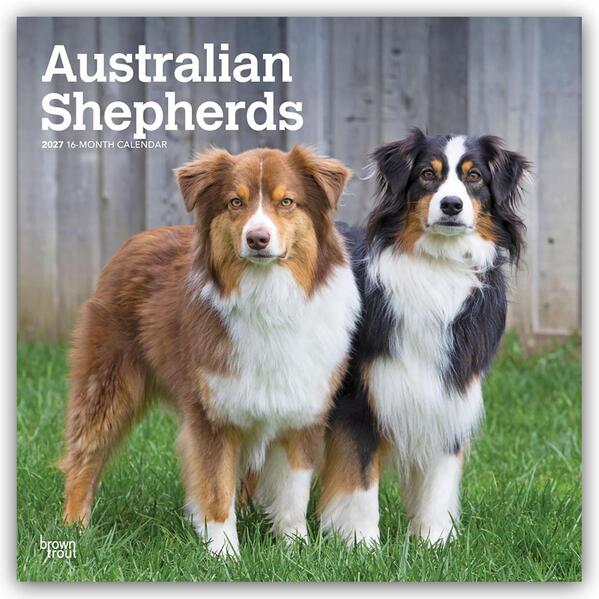Australian Shepherds 2027 - 16-Monatskalender