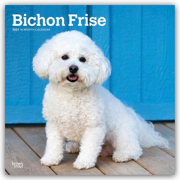 Bichon Frisé 2027 - 16-Monatskalender