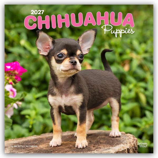 Chihuahua Puppies - Chihuahua Welpen 2027 - 16-Monatskalender